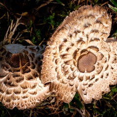 Gemeiner Safranschirmling  (Chlorophyllum rhacodes)