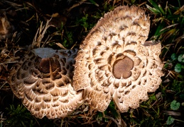 Gemeiner Safranschirmling  (Chlorophyllum rhacodes)