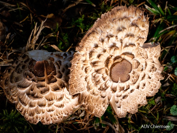 Gemeiner Safranschirmling  (Chlorophyllum rhacodes)