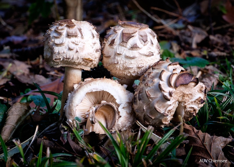 Gemeiner Safranschirmling (Chlorophyllum rhacodes)
- im jungen Stadium
Mit einem Klick! zur Fotogeschichte mit weiteren Bildern
Rimsting / 19.11.2023 / Foto: Karen Wise
AktNatBeo-231119-kw-3-Gemeiner Safranschirmling-3658.jpg