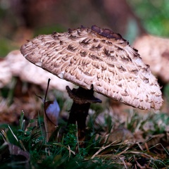 Gemeiner Safranschirmling  (Chlorophyllum rhacodes)