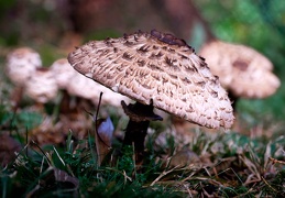 Gemeiner Safranschirmling  (Chlorophyllum rhacodes)