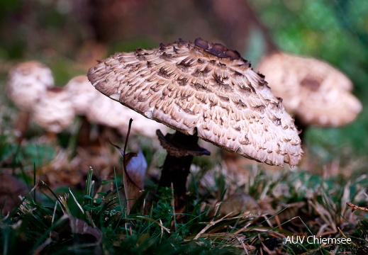 Gemeiner Safranschirmling  (Chlorophyllum rhacodes)