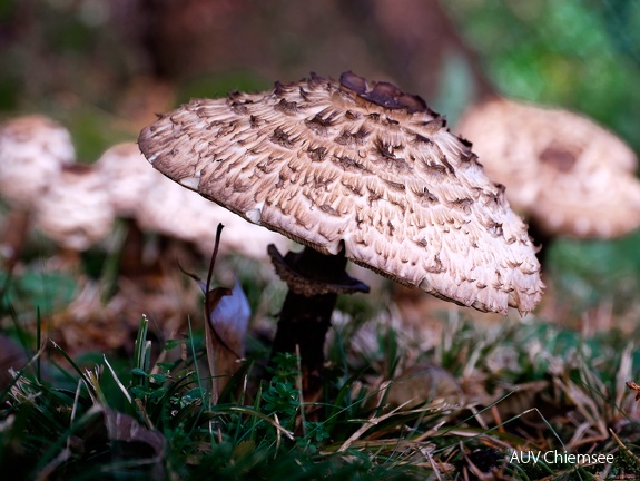 Gemeiner Safranschirmling  (Chlorophyllum rhacodes)