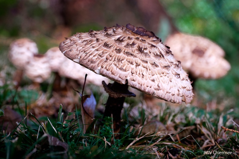 Gemeiner Safranschirmling (Chlorophyllum rhacodes)
Mit einem Klick! zur Fotogeschichte mit weiteren Bildern
Rimsting / 19.11.2023 / Foto: Karen Wise
AktNatBeo-231119-kw-1-Gemeiner Safranschirmling-3653.jpg
