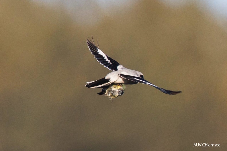 Raubwürger erbeutet Blaumeise
Mit einem Klick! zur Fotogeschichte mit weiteren Bildern
Beobachtungsturm Hirschauer Bucht / 29.11.2023 / Foto: Andreas Hartl
AktNatBeo-231129-ah-30-Raubwuerger erbeutet Blaumeise HB.jpg