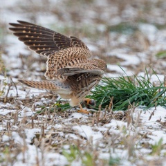 Turmfalke versteckt erbeutete Maus in Grasbüschel