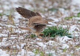 Turmfalke versteckt erbeutete Maus in Grasbüschel