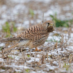 Turmfalke mit erbeuteter Maus