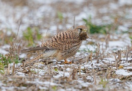 Turmfalke mit erbeuteter Maus