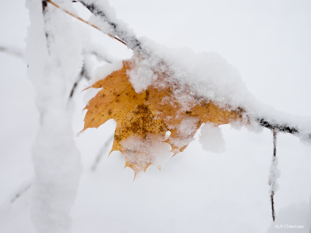 gefrorenes Herbstblatt