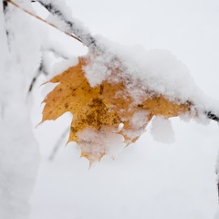 gefrorenes Herbstblatt