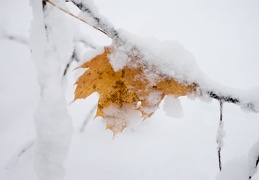 gefrorenes Herbstblatt