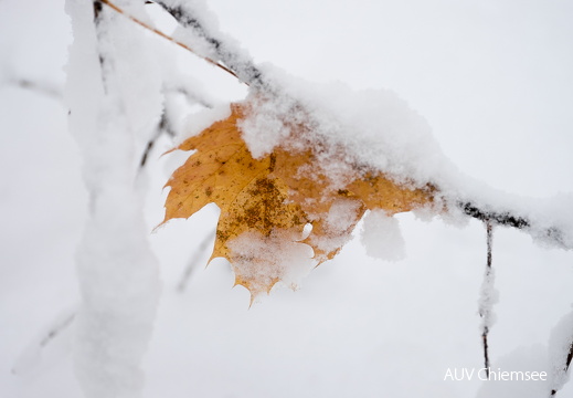 gefrorenes Herbstblatt