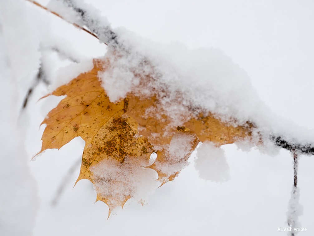 Monatsstartbild Dezember gefrorenes Herbstblatt