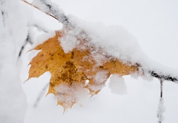 Monatsstartbild Dezember gefrorenes Herbstblatt