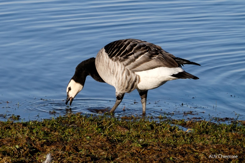 gründelnde Nonnengans, Weißwangengans (Branta leucopsis)
Mit einem Klick! zur Fotogeschichte mit weiteren Bildern
an der Prienmündung / 30.12.2023 / Foto: Karen Wise
AktNatBeo-231230-kw-gruendelnde Nonnengans-_DSF3969.jpg