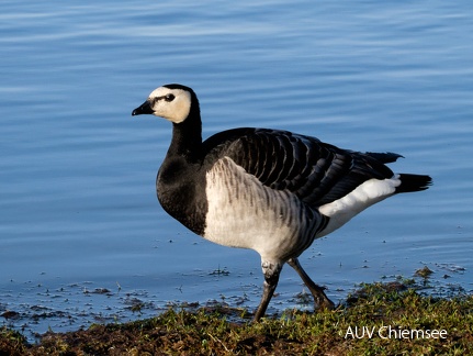 stolzierende Nonnengans