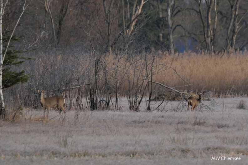 AktNatBeo-240113-ja-01_Rehwild.jpg