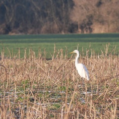 Silberreiher