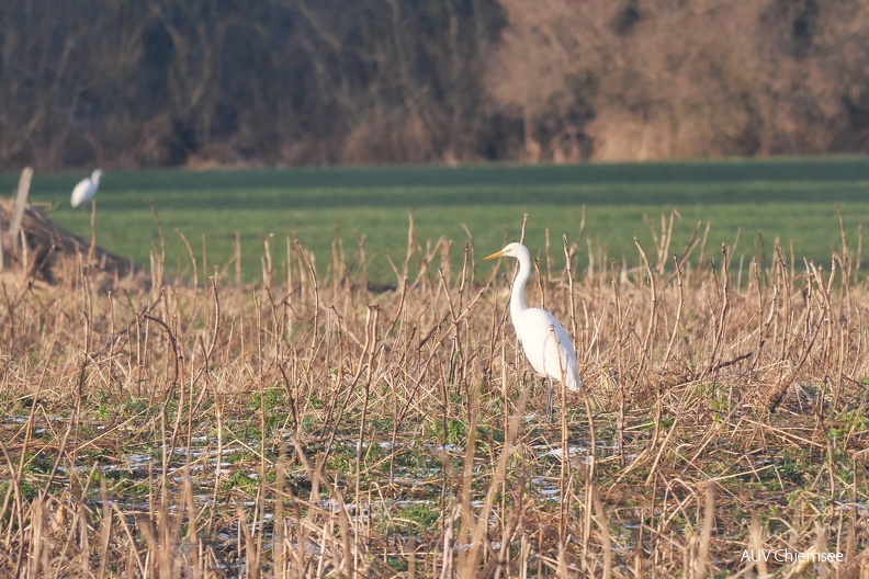 Silberreiher
Mit einem Klick! zur Fotogeschichte mit weiteren Bildern
Feldwieser Bucht / 21.01.2024 / Foto: Johannes Almer
AktNatBeo-240121-ja-4_Silberreiher.jpg