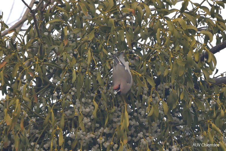 Seidenschwanz erntet Misteln
Mit einem Klick! zur Fotogeschichte mit weiteren Bildern
Feldwieser Bucht / 21.01.2024 / Foto: Johannes Almer
AktNatBeo-240121-ja-3_Seidenschwanz.jpg