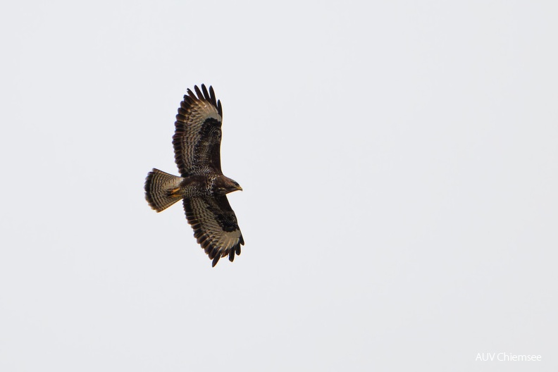 AktNatBeo-240202-ta-03-HB-Maeusebussard-02-02-24.jpg