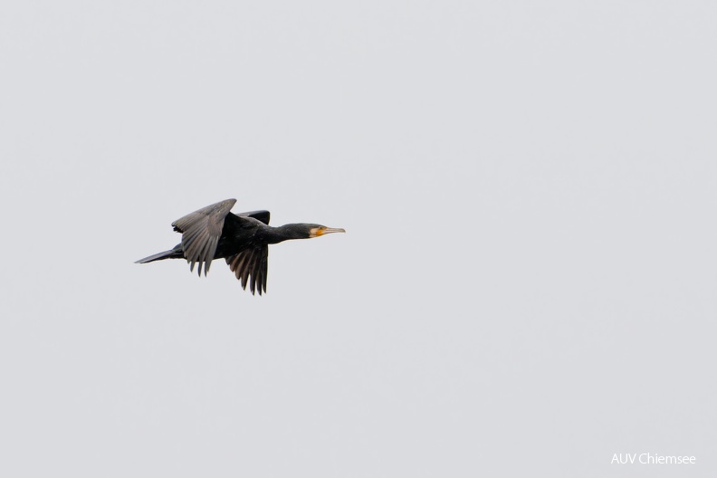 Kormoran
Mit einem Klick! zur Fotogeschichte mit weiteren Bildern
Beobachtungsturm Hirschauer Bucht / 2.02.2024 / Foto: Thomas Alberer
AktNatBeo-240202-ta-04-HB-Kormoran-02-02-24.jpg