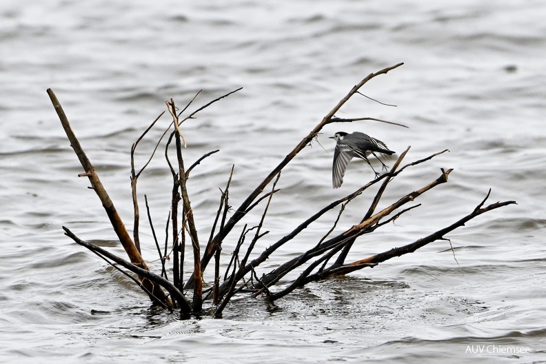 Bachstelze
Mit einem Klick! zur Fotogeschichte mit weiteren Bildern
Beobachtungsturm Hirschauer Bucht / 2.02.2024 / Foto: Thomas Alberer
AktNatBeo-240202-ta-05-HB-Bachstelze-02-02-24.jpg