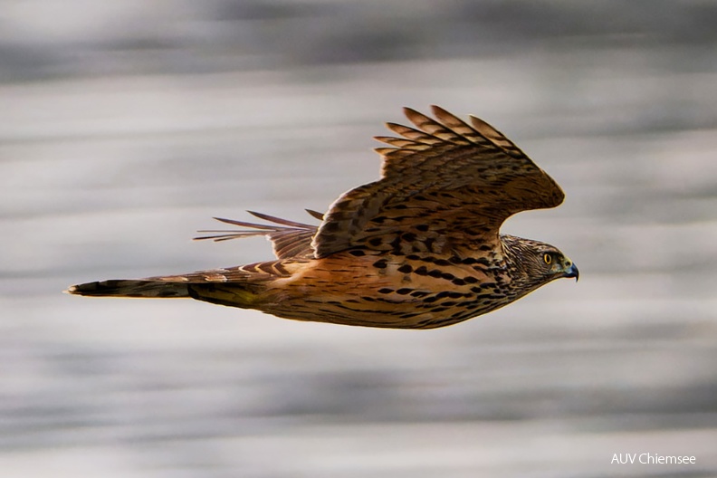 Monatsstartbild Februar 2024
juveniler Habicht
Mit einem Klick! zur Fotogeschichte mit weiteren Bildern
Beobachtungsturm Hirschauer Bucht / 2.02.2024 / Foto: Thomas Alberer
AktNatBeo-240202-ta-12-HB-Habicht-02-02-24-Ausschnitt-1140pix.jpg