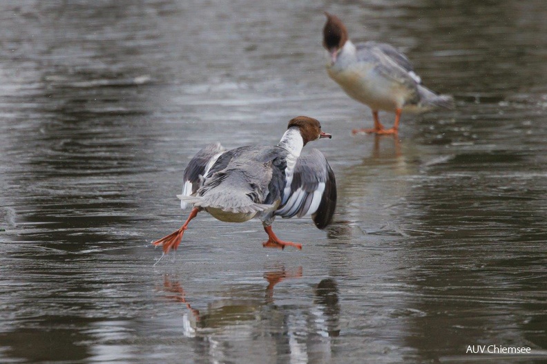 Gänsesäger beim "Schittschuhlaufen"
Mit einem Klick! zur Fotogeschichte mit weiteren Bildern
Feldwieser Bucht / 6.02.2024 / Foto: Andreas Hartl
19-Gaensesaeger beim Schittschuhlaufen, Feldwies (2).jpg