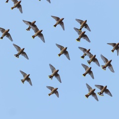 Fliegender Seidenschwanzschwarm