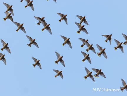 Fliegender Seidenschwanzschwarm