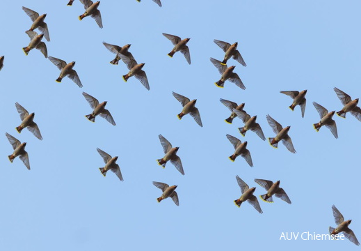 Fliegender Seidenschwanzschwarm