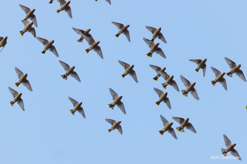 23-fliegender Seidenschwanzschwarm in Feldwies.jpg