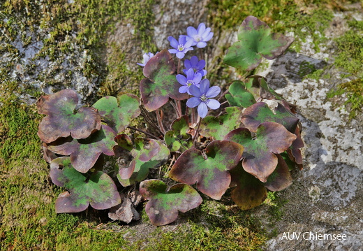 Leberblümchen (Hepatica nobilis)