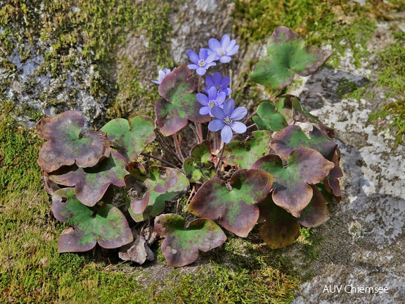 Leberblümchen (Hepatica nobilis)