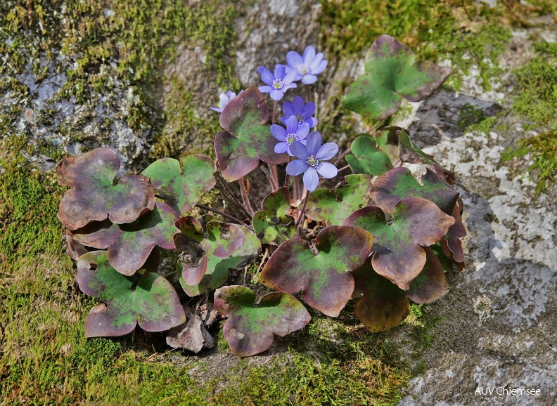 AktNatBeo-240226-ja-04-Leberbluemchen-ki-1200pix.jpg