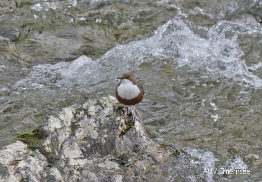 Wasseramsel