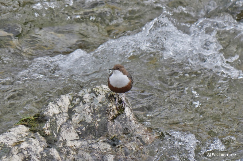 AktNatBeo-240226-ja-18-Wasseramsel-1211pix.jpg