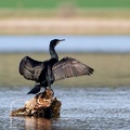 Kormoran