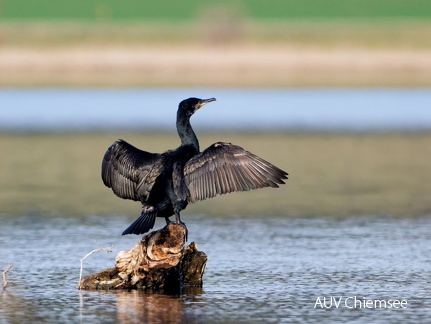 Kormoran