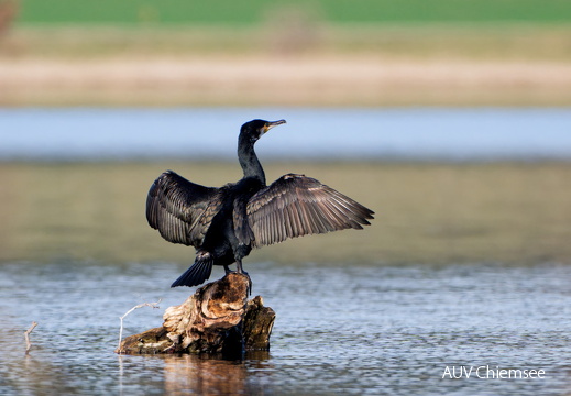Kormoran