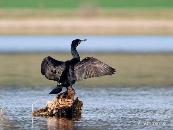 Kormoran