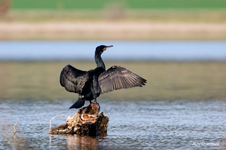 AktNatBeo-240233-ta-26-Strandbad_Westernach-Kormoran-Februar-24.jpg