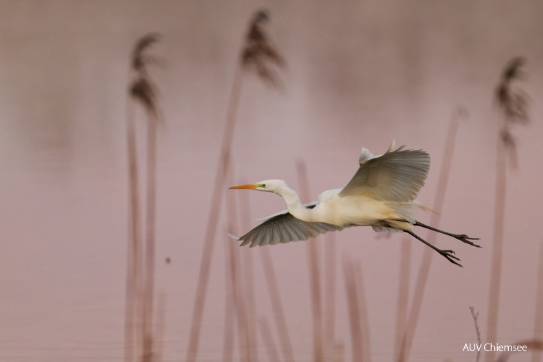 Silberreiher im Morgenrot
Mit einem Klick! zur Fotogeschichte mit weiteren Bildern
Hirschauer Bucht / Februar 2024 / Foto: Thomas Alberer
AktNatBeo-240233-ta-04-HB-Silberreiher-Februar-24.jpg