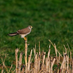 Turmfalke