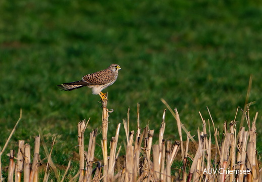Turmfalke