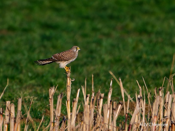 Turmfalke