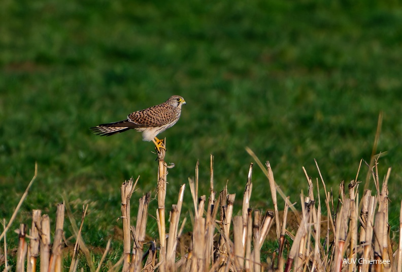 AktNatBeo-240233-ta-28-uebersee-Turmfalke-Februar-24.jpg